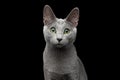 Russian blue cat with amazing green eyes on isolated black background Royalty Free Stock Photo