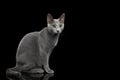 Russian blue cat with amazing green eyes on isolated black background Royalty Free Stock Photo
