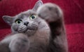 Russian Blue Cat beautiful portrait emotion happiness fluffy Royalty Free Stock Photo