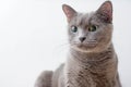Russian Blue Cat beautiful portrait emotion happiness fluffy Royalty Free Stock Photo