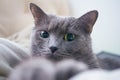 Russian Blue Cat beautiful portrait emotion happiness fluffy Royalty Free Stock Photo