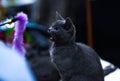 Russian blue cat on blurred background. Defocused. Royalty Free Stock Photo