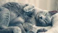 Russian blue cat chilling on the cat lounger Royalty Free Stock Photo