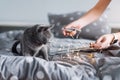 Russian blue cat with Christmas lights, selective focus. Woman holding garland playing with cat in bed. Royalty Free Stock Photo