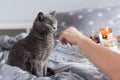 Russian blue cat with Christmas lights, selective focus. Woman holding garland playing with cat in bed Royalty Free Stock Photo