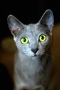 Russian Blue Cat