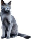 Russian Blue cat, Colored-pencil sketch of a Russian Blue cat. AI-Generated. Royalty Free Stock Photo