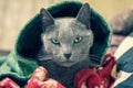 Russian blue cat expressively looking out under the hood Royalty Free Stock Photo