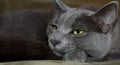 Russian Blue Cat Feline Sitting and Sleeping and Posing Angry
