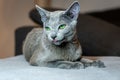 Russian blue cat with green eyes shows his tongue. Royalty Free Stock Photo
