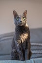 Russian blue cat illuminated with sunlight is sitting on the sofa Royalty Free Stock Photo