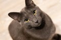 Russian blue cat intensly gazing