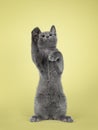 Russian blue cat kitten on green background Royalty Free Stock Photo