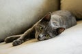 Russian blue cat, kitten lies on the sofa