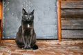 Russian Blue Cat Kitten Resting On Porch Of An Old Village Rustic