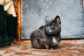 Russian Blue Cat Kitten Resting On Porch Of An Old Village Rustic