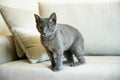 Russian blue cat, kitten sitting on the sofa