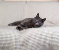 Russian blue cat lays on white blanket Royalty Free Stock Photo