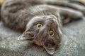 Russian blue cat lie on the back Royalty Free Stock Photo