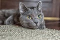 Russian blue cat lie on the carpet Royalty Free Stock Photo