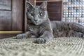 Russian blue cat lie on the carpet Royalty Free Stock Photo