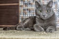 Russian blue cat lie on the carpet Royalty Free Stock Photo