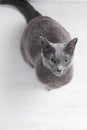 Russian blue cat lies on floor in front of bowl full of pills