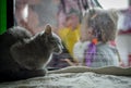 Russian Blue cat looks at children Royalty Free Stock Photo