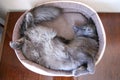 Nebelung cat is sleeping sweet in his little cradle Royalty Free Stock Photo