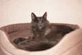 Nebelung cat is lying curled up in his bed with a funny face with the tongue out