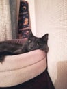 Piercing eyes of a Nebelung cat.