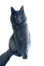 Nebelung cat is sitting and staring at you. White background Royalty Free Stock Photo