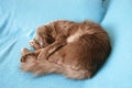 Nebelung cat is sleeping on his favourite fleece blanket