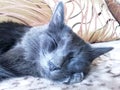 Sleeping Nebelung cat face. Close-up