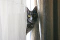 Nebelung cat wonderingly peeking out from behind the curtain