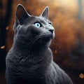 of russian blue cat outdoor