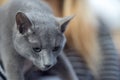 Russian blue cat portrai Royalty Free Stock Photo