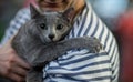 Russian blue cat portrai Royalty Free Stock Photo