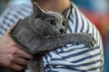 Russian blue cat portrai