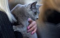 Russian blue cat portrai Royalty Free Stock Photo