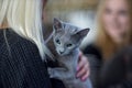 Russian blue cat portrai Royalty Free Stock Photo