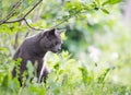 Russian blue cat portrait outdoors in nature in green grass foliage background Royalty Free Stock Photo