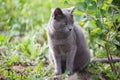 Russian blue cat portrait outdoors in nature in green grass foliage background Royalty Free Stock Photo