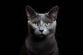 Russian Blue Cat Sitting On A Black Background Royalty Free Stock Photo