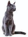 Russian blue cat sitting, clipping path, isolated, cute, front view