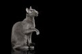 Amazing Russian blue Cat on Black Background