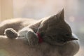 Russian blue cat sleeps with a toy in mouth