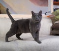 Russian blue cat standing on white blanket Royalty Free Stock Photo