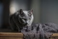 Russian Blue Cat