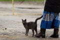 Russian blue cat walks in the city during the day Royalty Free Stock Photo